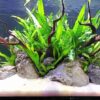 Java Fern [Microsorum Pteropus] - Image 4