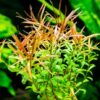 Ludwigia Arcuata 'Needle Leaf' Bundle - Image 3