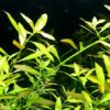Ludwigia Arcuata 'Needle Leaf' Bundle - Image 5