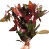 Ludwigia Peruensis - Image 2