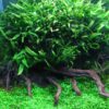 Java Fern [Microsorum Pteropus] - Image 2