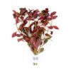 Ludwigia Peruensis - Image 4