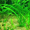 Dwarf Sagittaria [Sagittaria Subulata, Narrow-Leaved Arrowhead] - Image 3