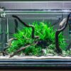 Java Fern [Microsorum Pteropus] - Image 5