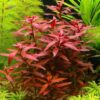 Ludwigia Peruensis - Image 3