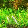 Dwarf Sagittaria [Sagittaria Subulata, Narrow-Leaved Arrowhead] - Image 2