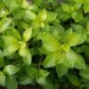 Ludwigia Arcuata 'Needle Leaf' Bundle - Image 6
