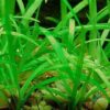 Dwarf Sagittaria [Sagittaria Subulata, Narrow-Leaved Arrowhead] - Image 5