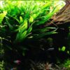 Java Fern [Microsorum Pteropus] - Image 3