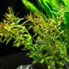 Ludwigia Arcuata 'Needle Leaf' Bundle - Image 4