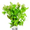 Bacopa Caroliniana [Lemon Bacopa] 4-5 stems