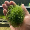Java Moss [Vesicularia Dubyana] - Image 2