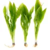 Amazon Sword [Echinodorus Amazonicus] - Image 3