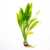 Amazon Sword [Echinodorus Amazonicus]
