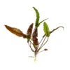 Cryptocoryne Wendtii 'Red' - Image 2