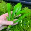 Amazon Sword [Echinodorus Amazonicus] - Image 8