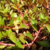 Ludwigia Repens