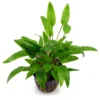 Cryptocoryne Wendtii 'Green' - Image 5