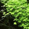 Hydrocotyle Tripartita sp. Japan - Image 4
