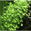 Hydrocotyle Tripartita sp. Japan - Image 2