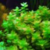 Bacopa Caroliniana [Lemon Bacopa] 4-5 stems - Image 2