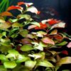 Ludwigia Repens - Image 4