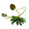 Banana Lily Plant [Nymphoides Aquatica]