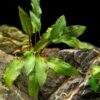 Cryptocoryne Wendtii 'Red' - Image 4