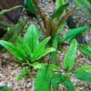Cryptocoryne Wendtii 'Green' - Image 4