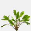 Cryptocoryne Wendtii 'Green'