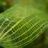 Madagascar Lace Plant [Aponogeton Madagascariensis] - Image 3