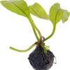 Madagascar Lace Plant [Aponogeton Madagascariensis]