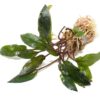 Cryptocoryne Wendtii 'Red'