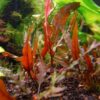Cryptocoryne Wendtii 'Red' - Image 3