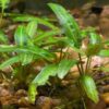 Cryptocoryne Wendtii 'Green' - Image 3