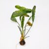 Madagascar Lace Plant [Aponogeton Madagascariensis] - Image 2