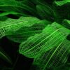 Madagascar Lace Plant [Aponogeton Madagascariensis] - Image 4