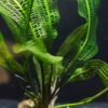 Madagascar Lace Plant [Aponogeton Madagascariensis] - Image 6