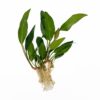 Anubias Frazeri [Large]
