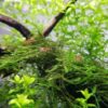 Java Moss [Vesicularia Dubyana] - Image 6