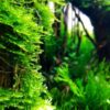 Java Moss [Vesicularia Dubyana] - Image 3