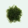 Java Moss [Vesicularia Dubyana] - Image 5