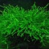 Java Moss [Vesicularia Dubyana] - Image 4
