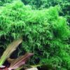 Weeping Moss [Vesicularia Ferriei] - Image 3
