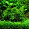Weeping Moss [Vesicularia Ferriei] - Image 4