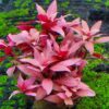 Ludwigia Peruensis - Image 5