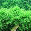 Weeping Moss [Vesicularia Ferriei] - Image 5