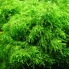 Weeping Moss [Vesicularia Ferriei] - Image 2