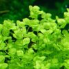 Giant Baby Tears [Micranthemum Umbrosum] - Image 4