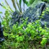 Giant Baby Tears [Micranthemum Umbrosum] - Image 6